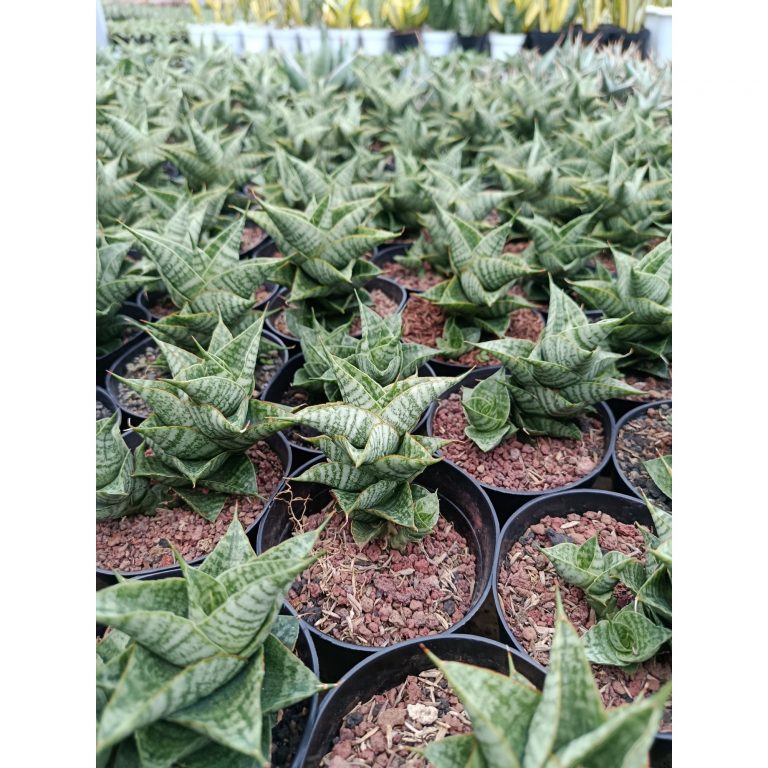 2004. Sansevieria Hybrid Sindoro