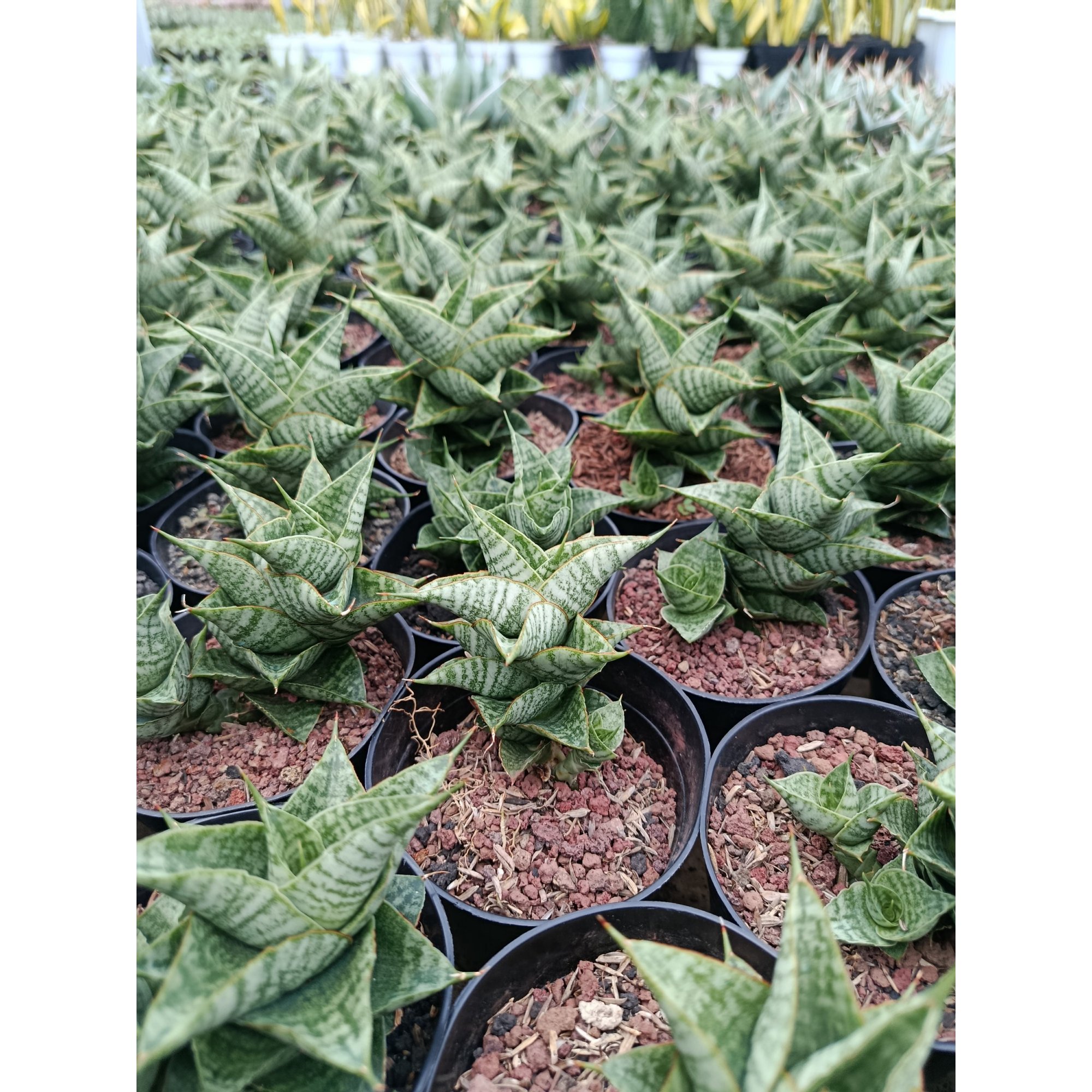2004. Sansevieria Hybrid Sindoro