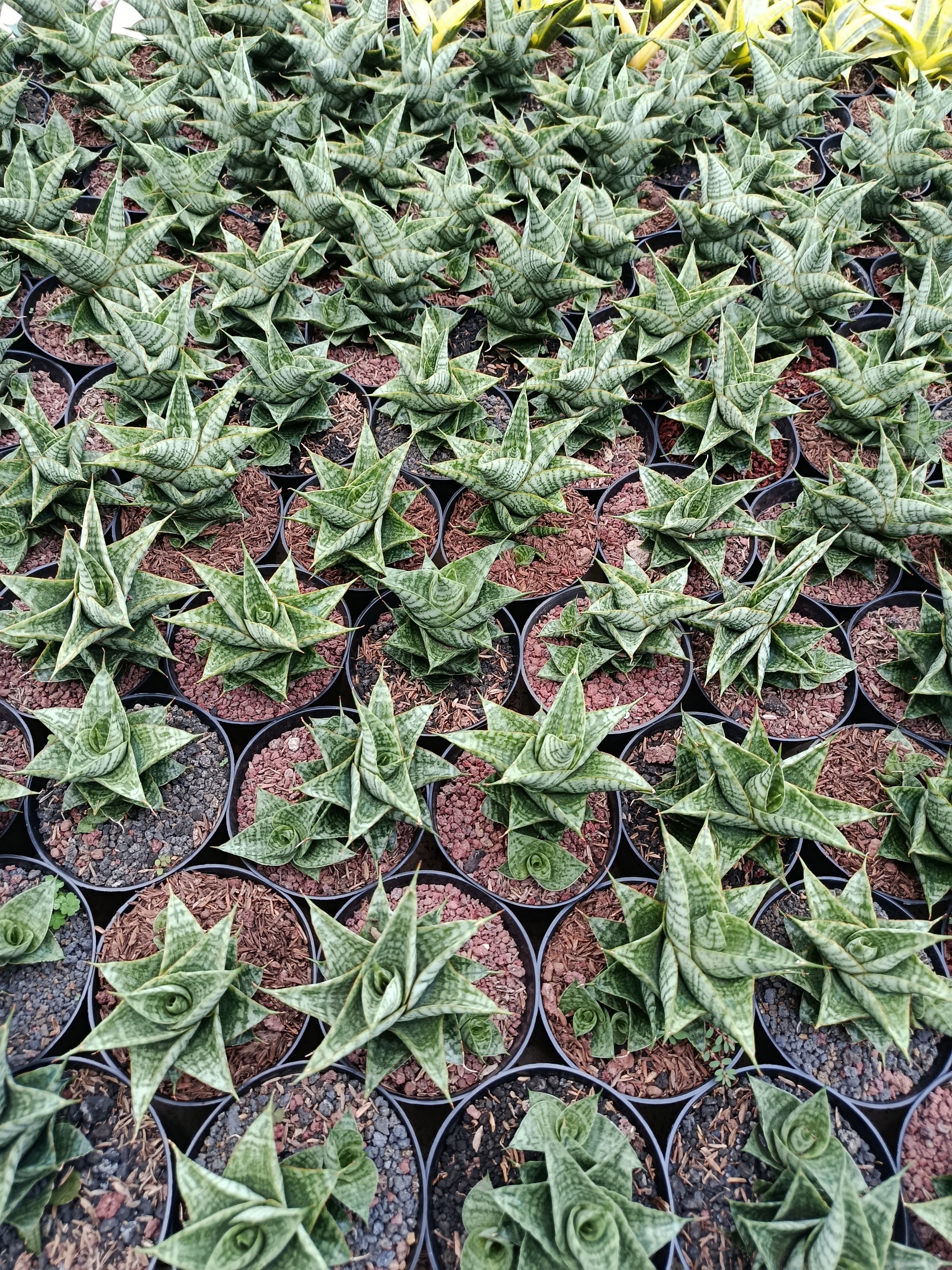 2004. Sansevieria Hybrid Sindoro - Image 5