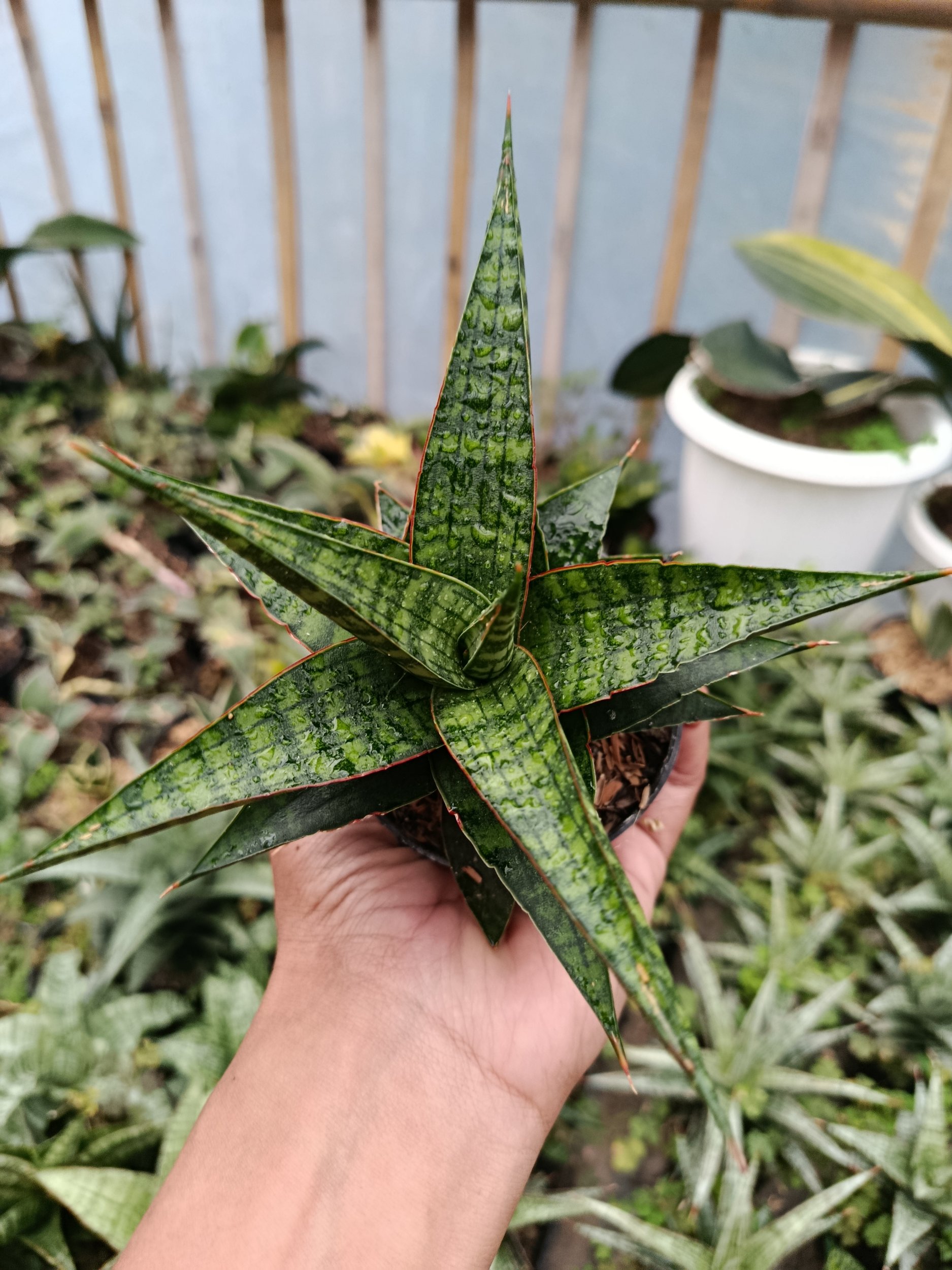 2046. Sansevieria Hybrid Star Gate - Image 2