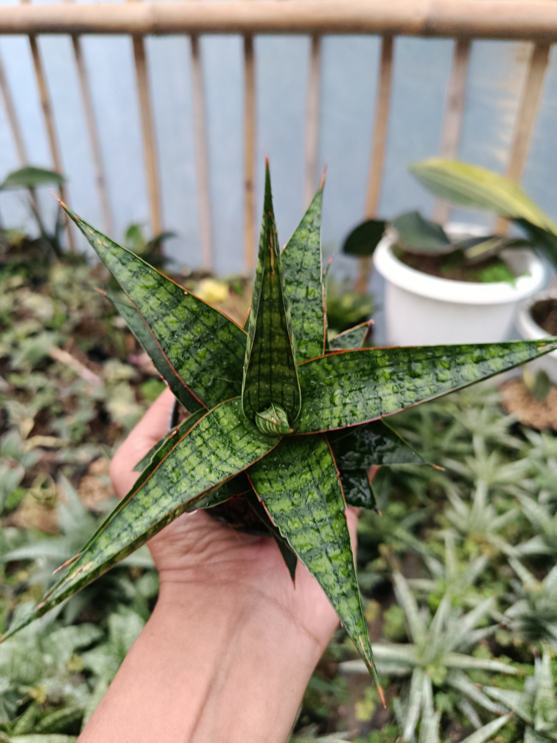 2046. Sansevieria Hybrid Star Gate - Image 3