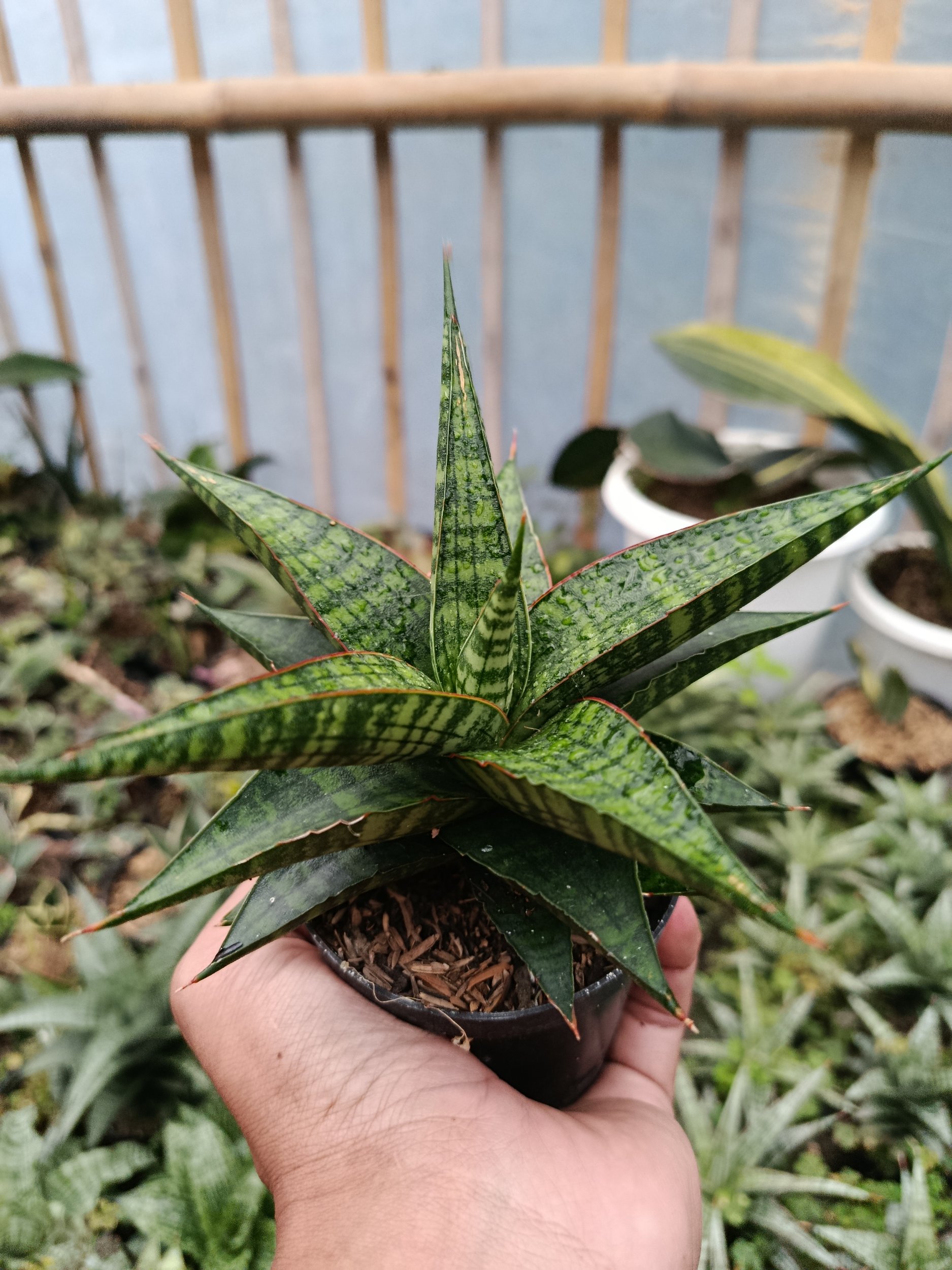 2046. Sansevieria Hybrid Star Gate - Image 4