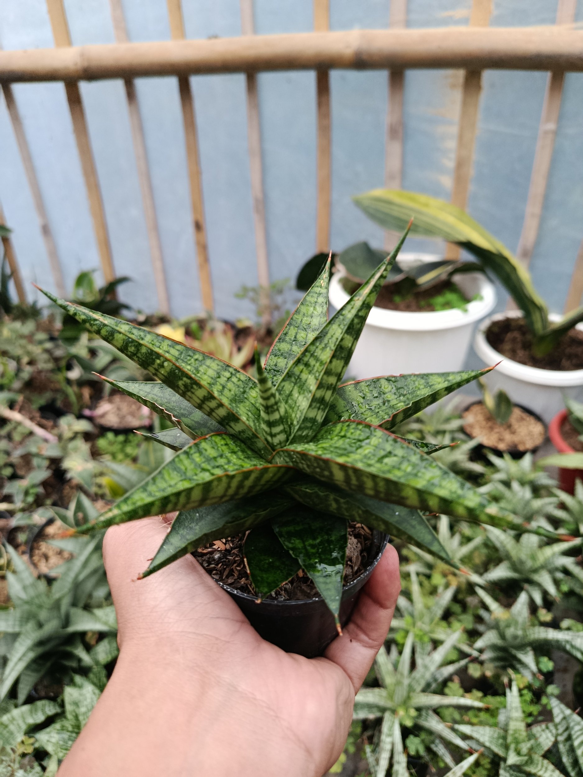 2046. Sansevieria Hybrid Star Gate - Image 5