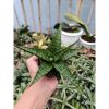 2046. Sansevieria Hybrid Star Gate