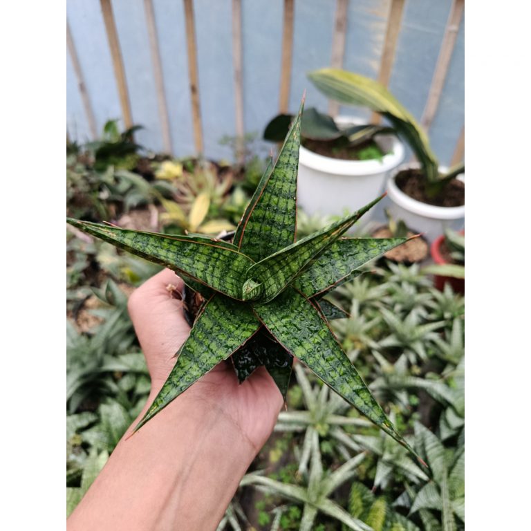 2046. Sansevieria Hybrid Star Gate
