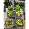 1500. Sansevieria Hybrid Tower Variegated