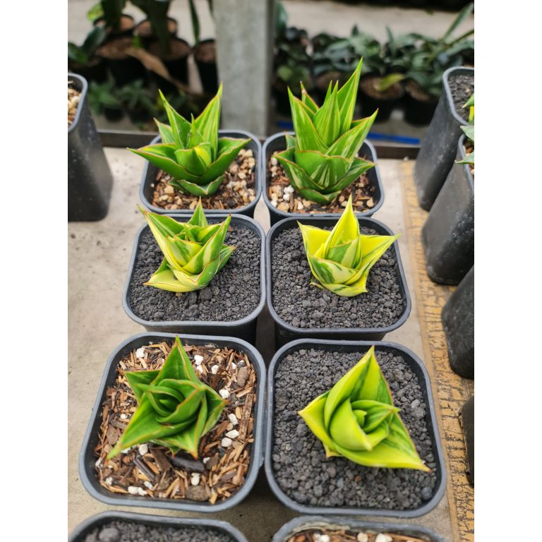 1500. Sansevieria Hybrid Tower Variegated