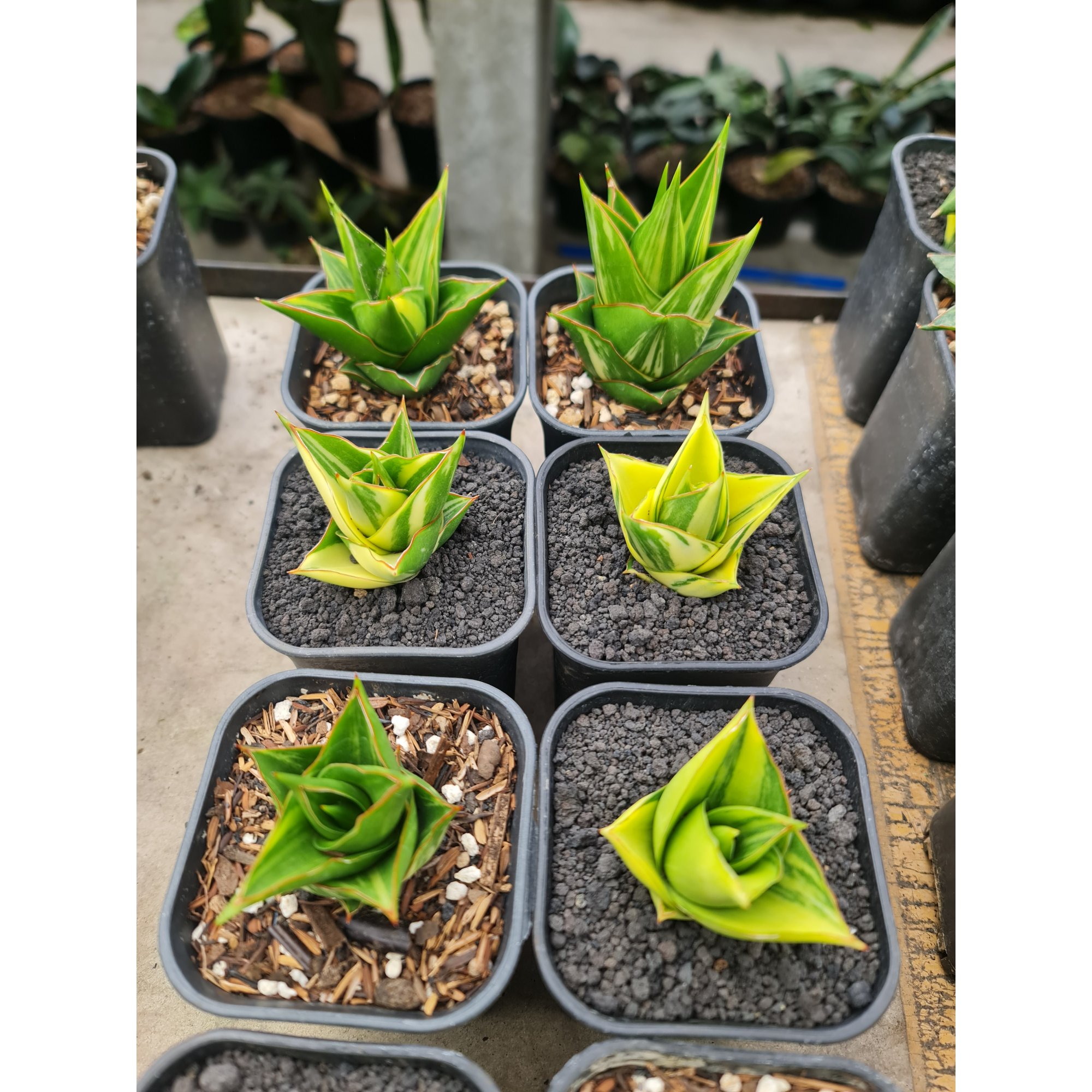 1500. Sansevieria Hybrid Tower Variegated