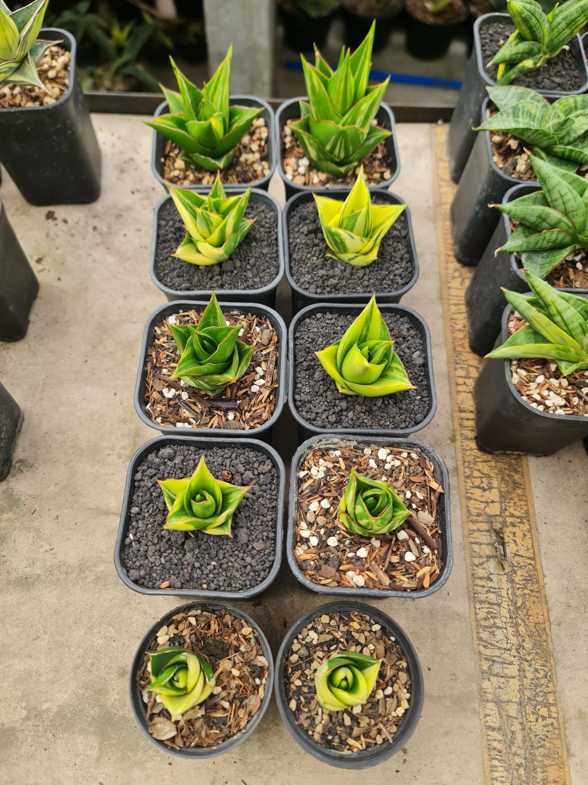 1500. Sansevieria Hybrid Tower Variegated - Image 3
