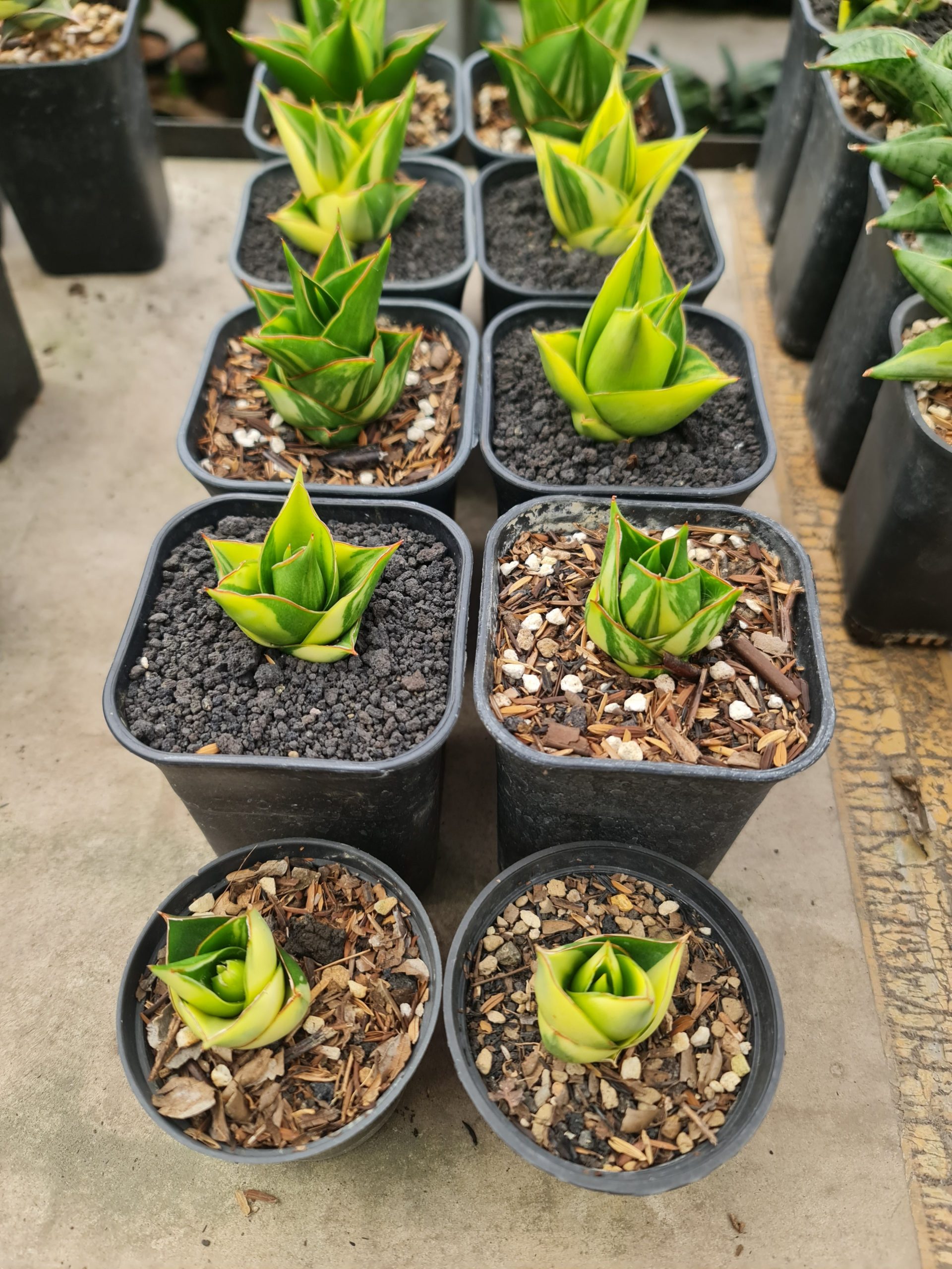1500. Sansevieria Hybrid Tower Variegated - Image 4