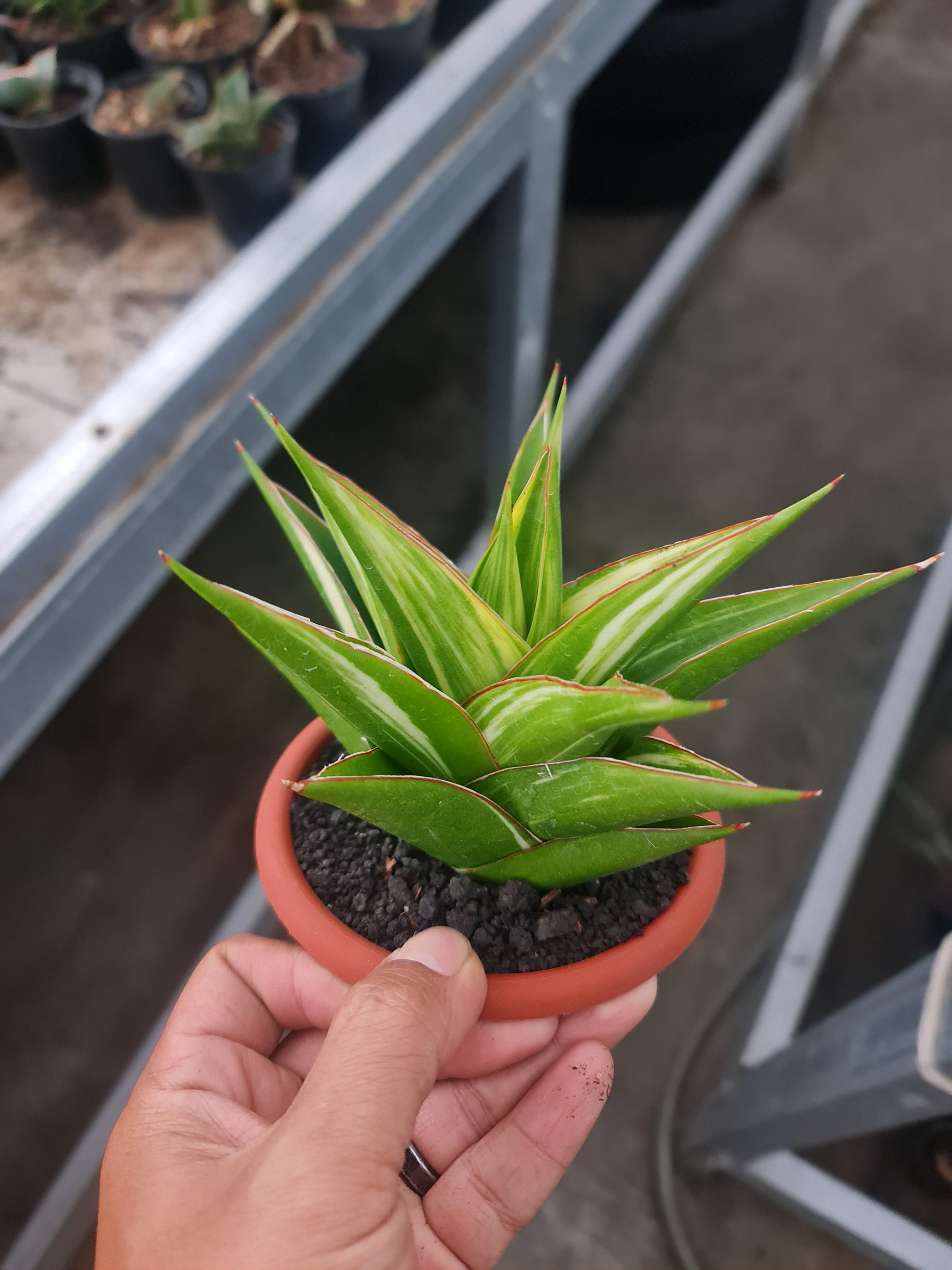1971. Sansevieria Hybrid Tower White Variegated - Image 2