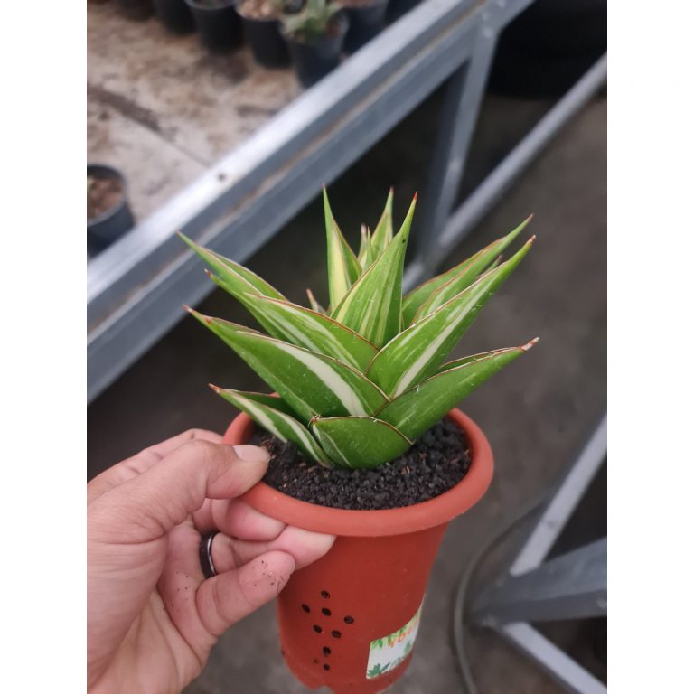 1971. Sansevieria Hybrid Tower White Variegated