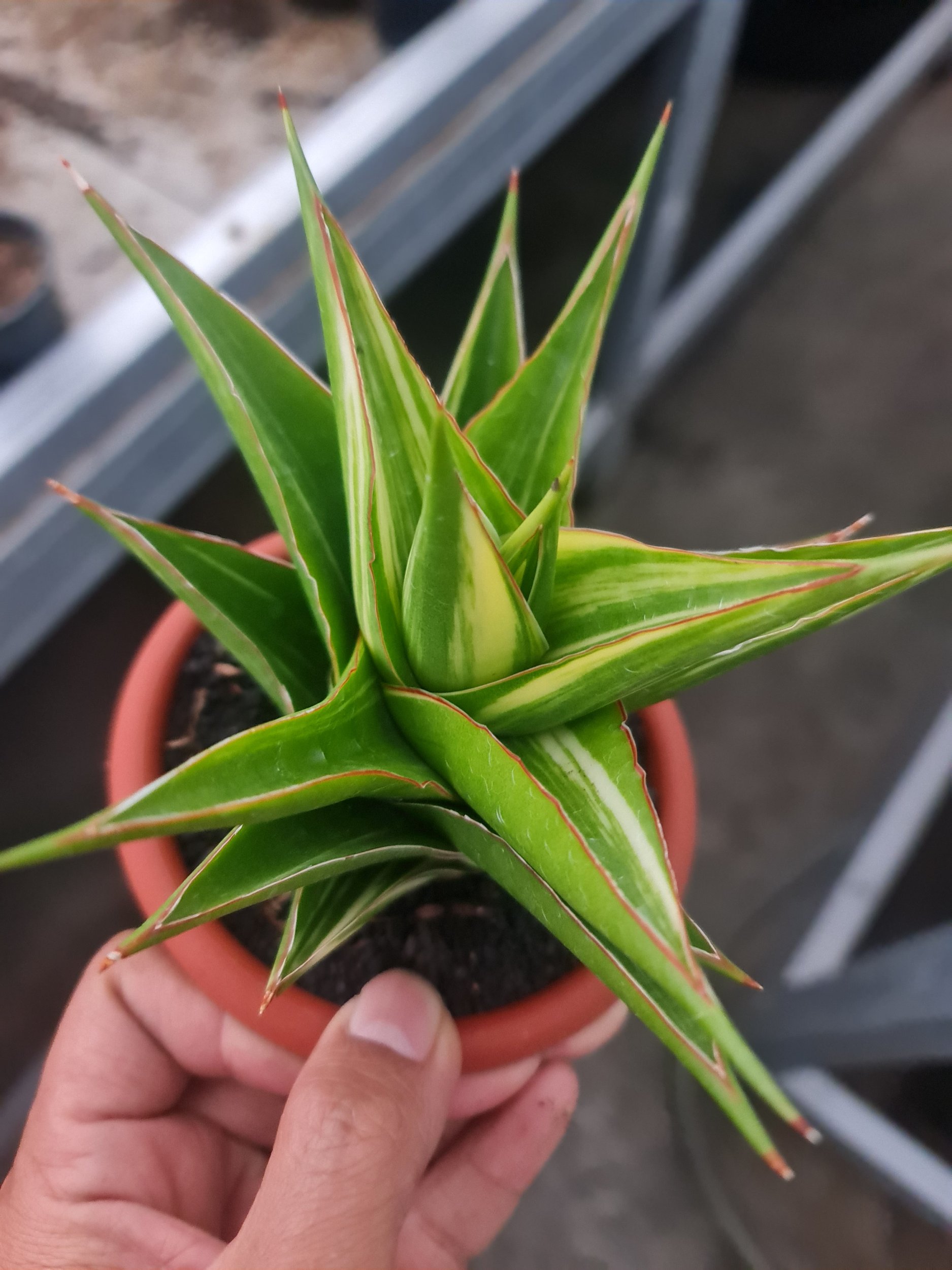1971. Sansevieria Hybrid Tower White Variegated - Image 3