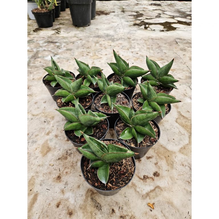 2213. Sansevieria Hybrid Unggul 10 Pcs