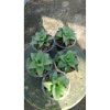 2167. Sansevieria Hybrid X Trifas 5 Pcs