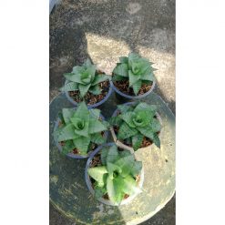 2167. Sansevieria Hybrid X Trifas 5 Pcs