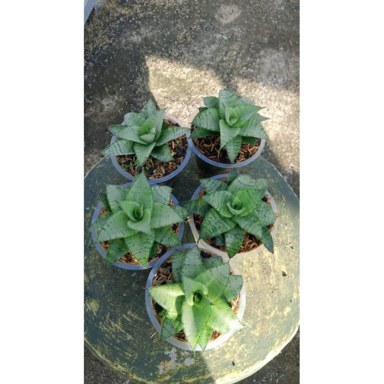 2167. Sansevieria Hybrid X Trifas 5 Pcs