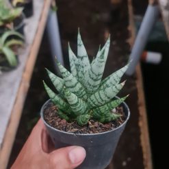 Alternative view of 1968. Sansevieria Hybrid Zebra