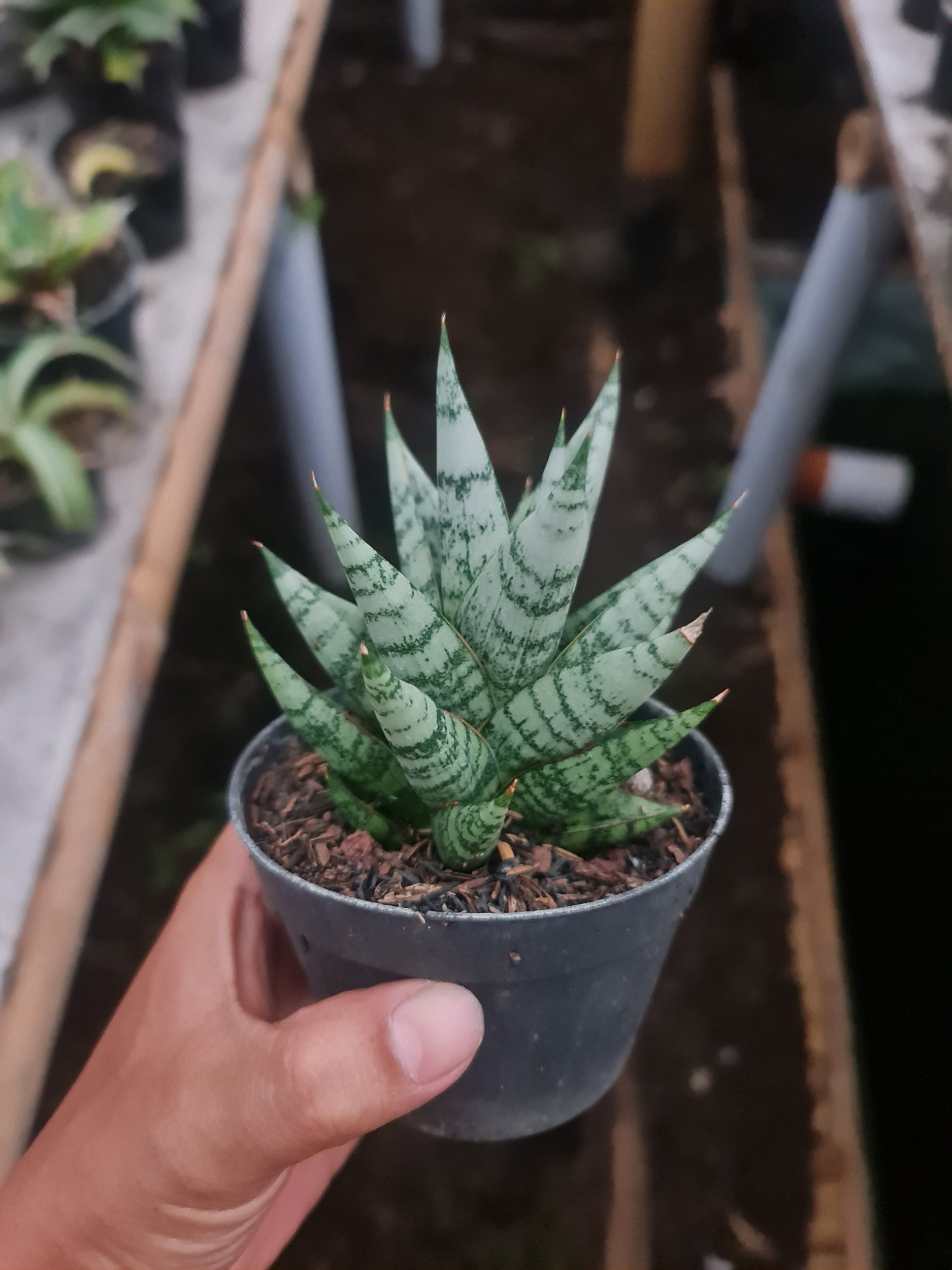 1968. Sansevieria Hybrid Zebra - Image 2