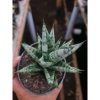 1968. Sansevieria Hybrid Zebra