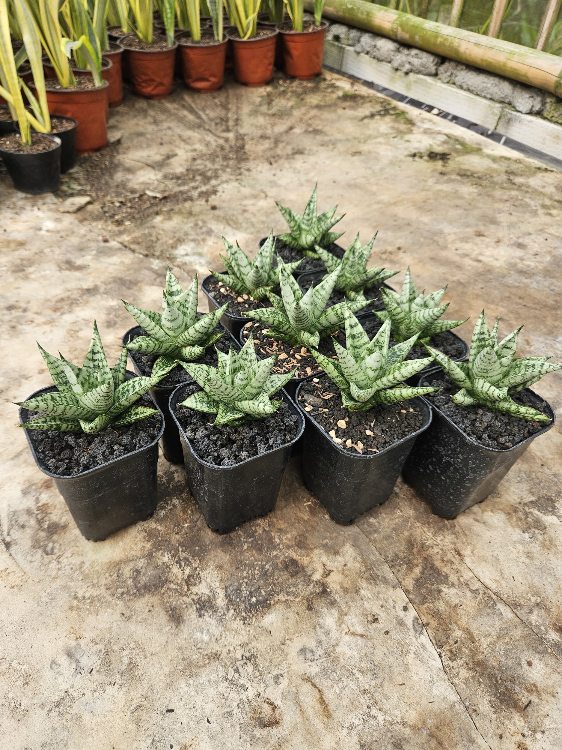2235. Sansevieria Hybrid Zebra size 8 cm - Image 2