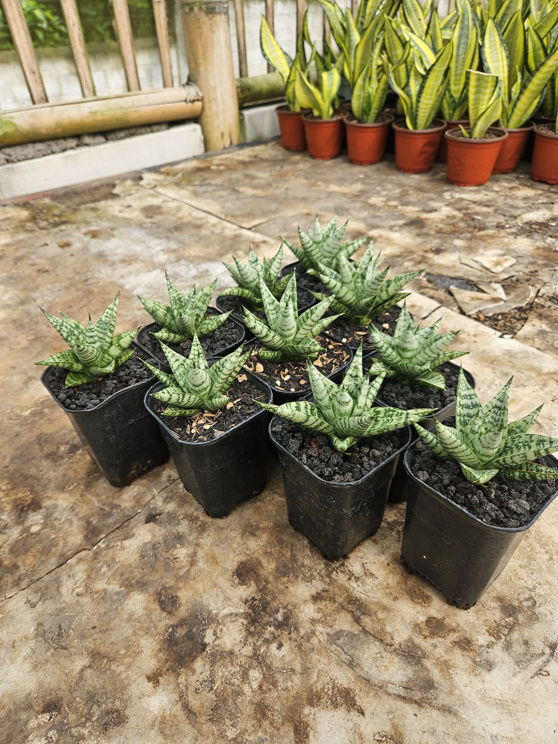 2235. Sansevieria Hybrid Zebra size 8 cm - Image 3