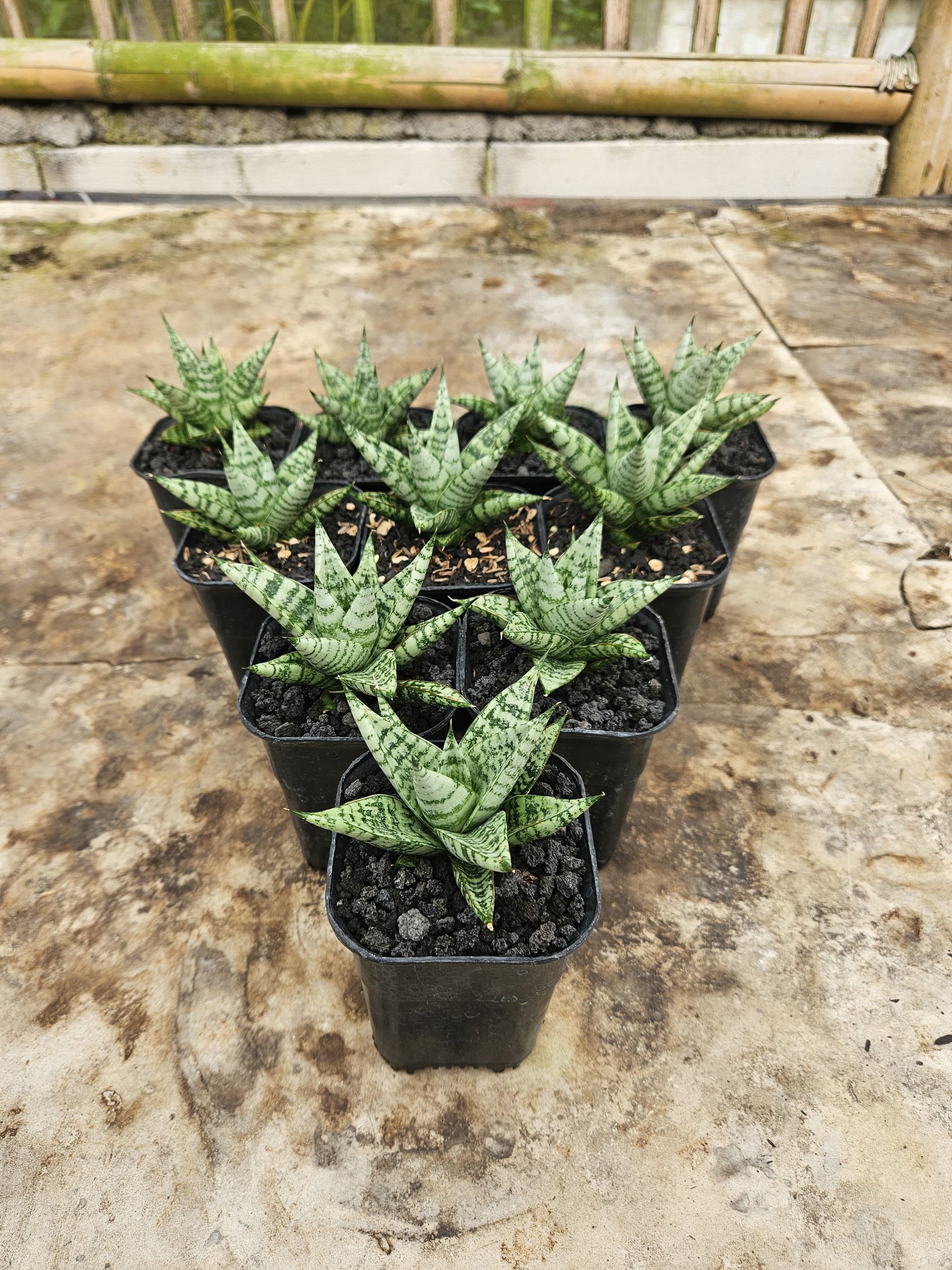 2235. Sansevieria Hybrid Zebra size 8 cm - Image 4
