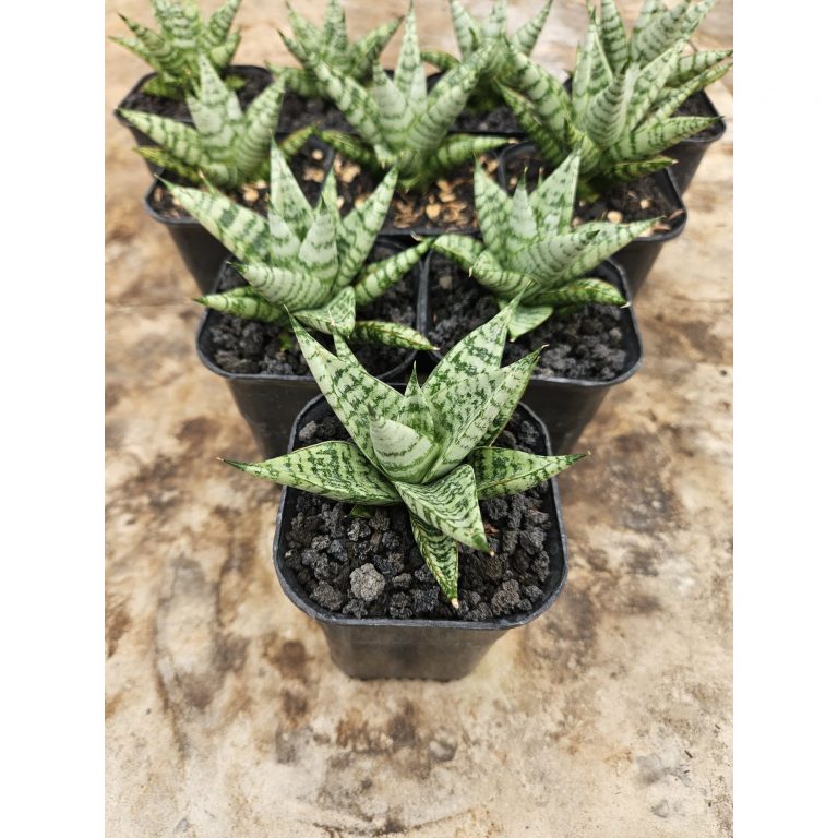 2235. Sansevieria Hybrid Zebra size 8 cm
