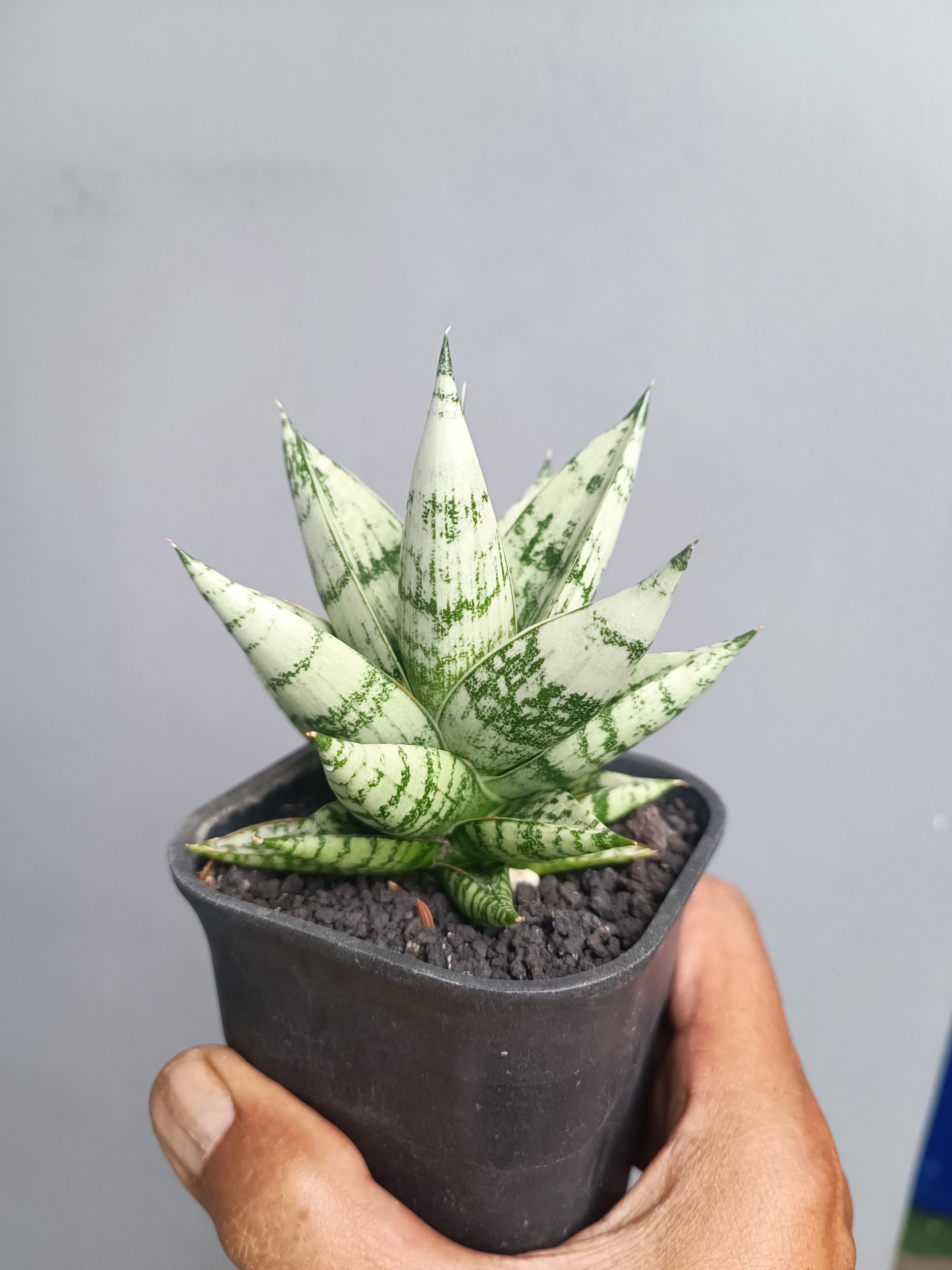 2104. Sansevieria Hybrid Zebra size 9 cm - Image 2