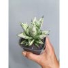 2104. Sansevieria Hybrid Zebra size 9 cm