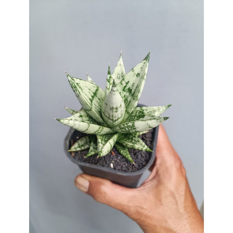 2104. Sansevieria Hybrid Zebra size 9 cm