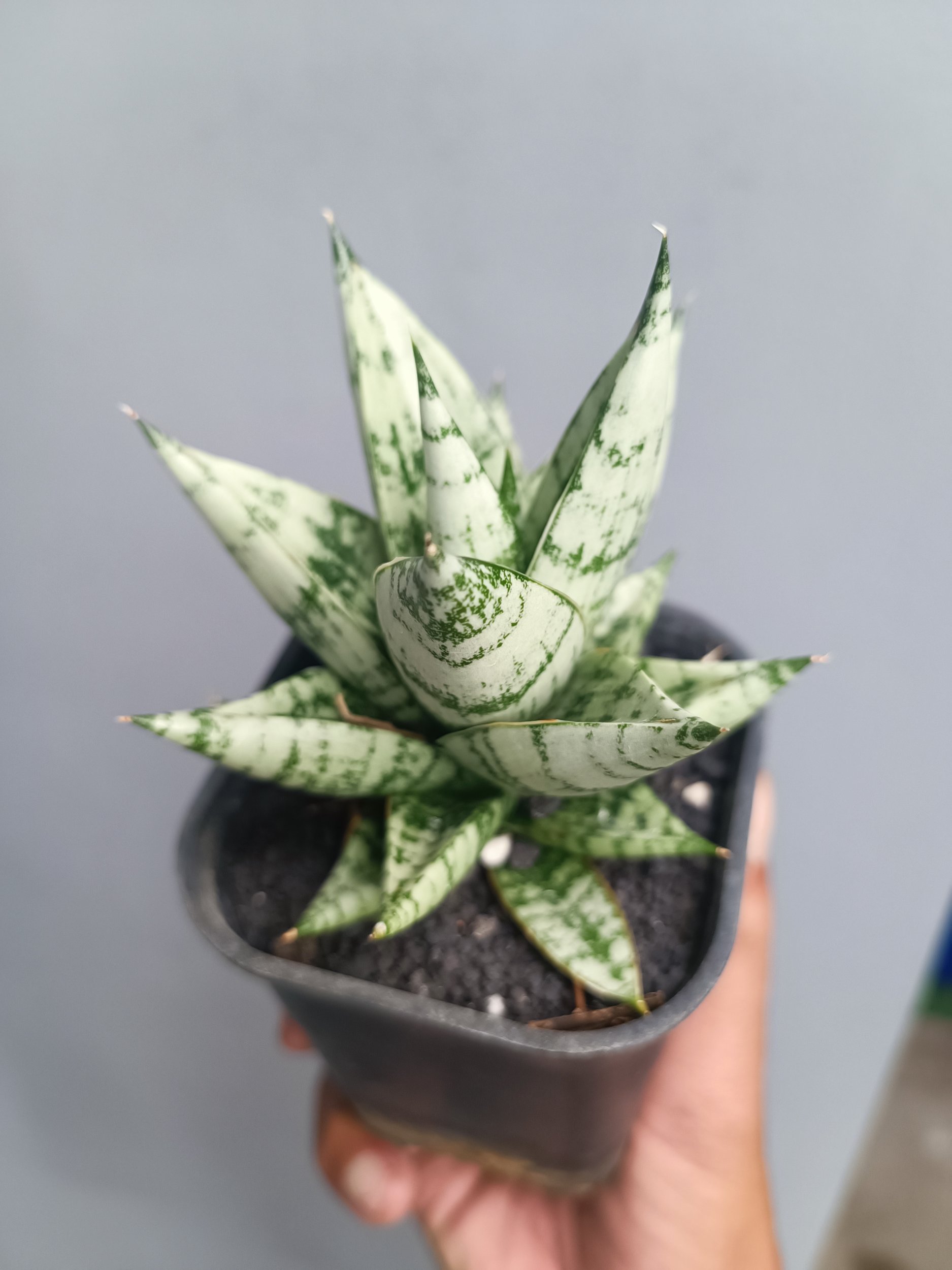 2104. Sansevieria Hybrid Zebra size 9 cm - Image 3