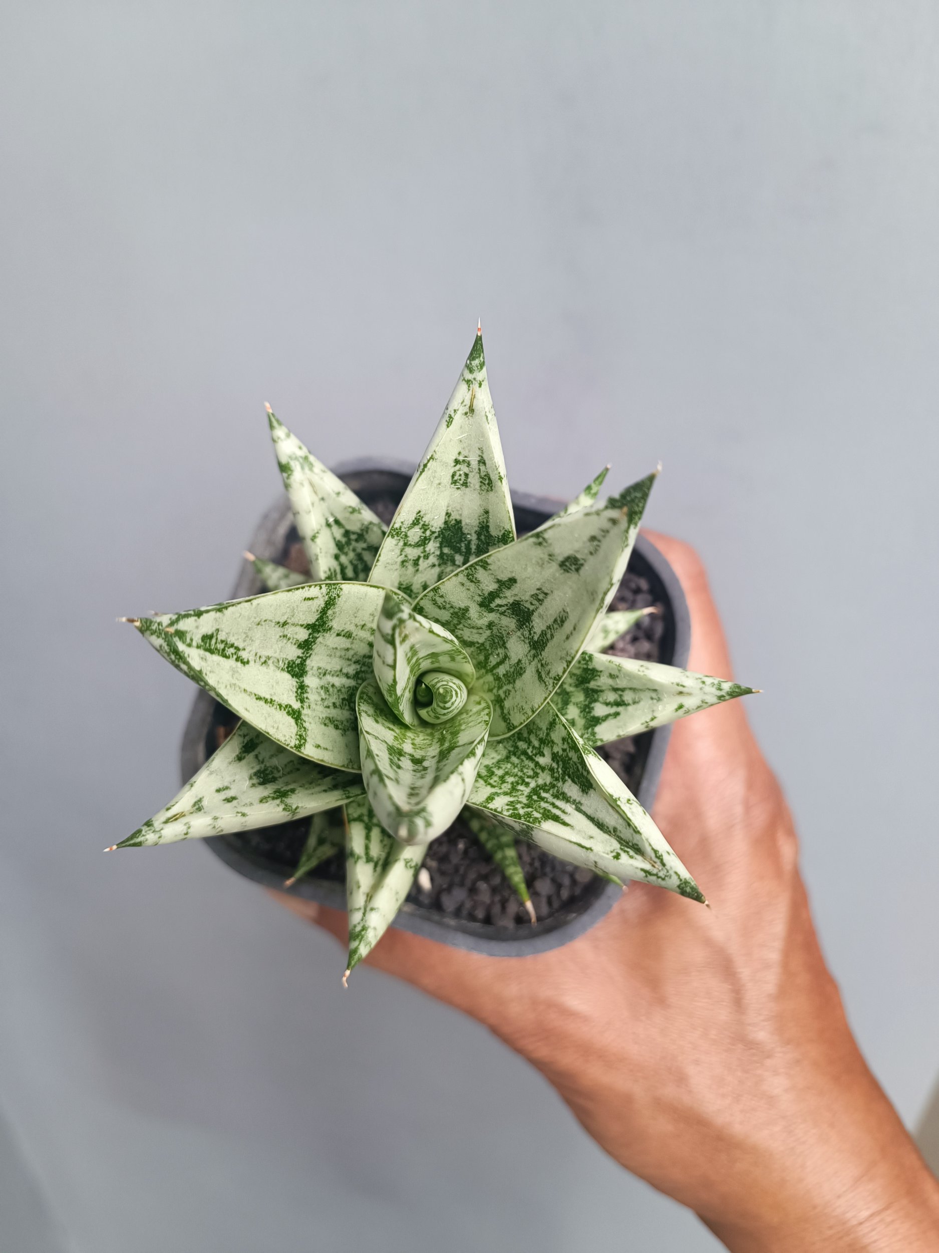 2104. Sansevieria Hybrid Zebra size 9 cm - Image 4