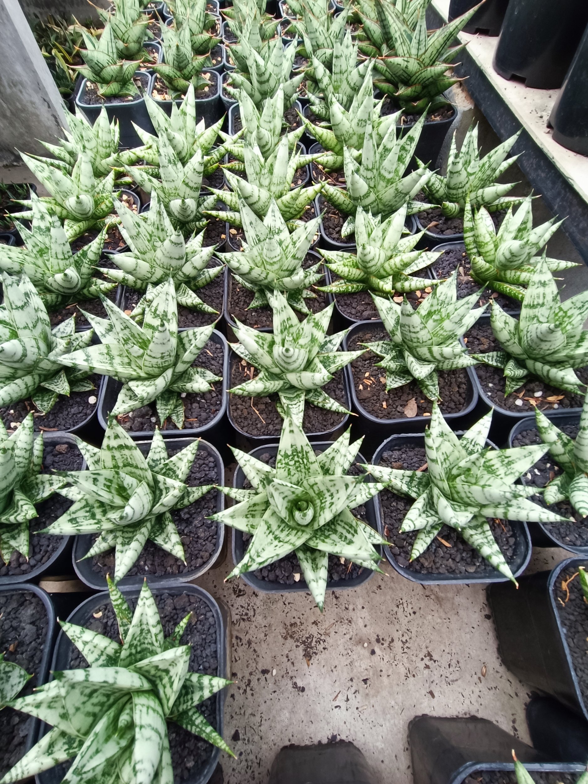 2104. Sansevieria Hybrid Zebra size 9 cm - Image 5