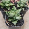 2015. Sansevieria Imagine size 7 cm