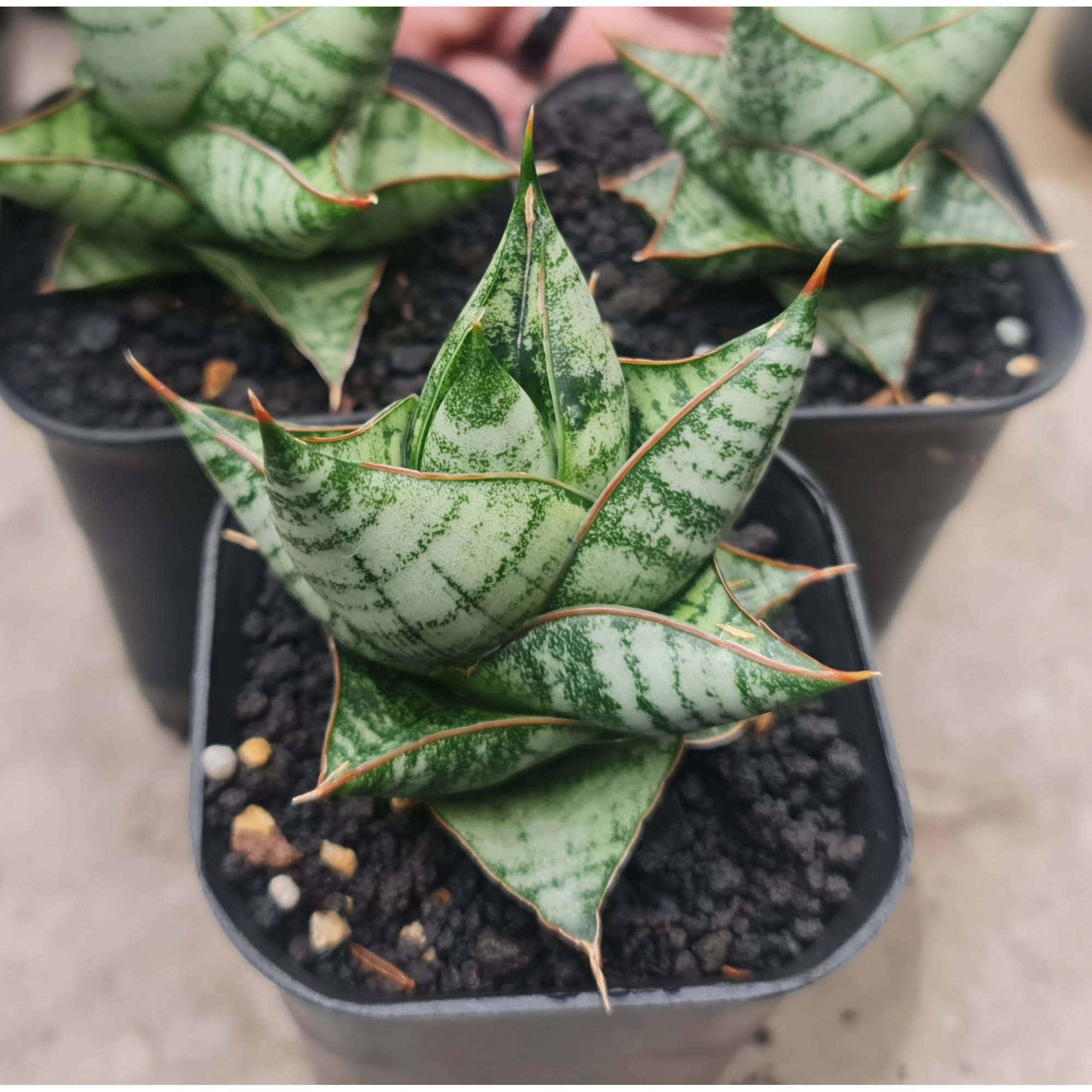 2015. Sansevieria Imagine size 7 cm