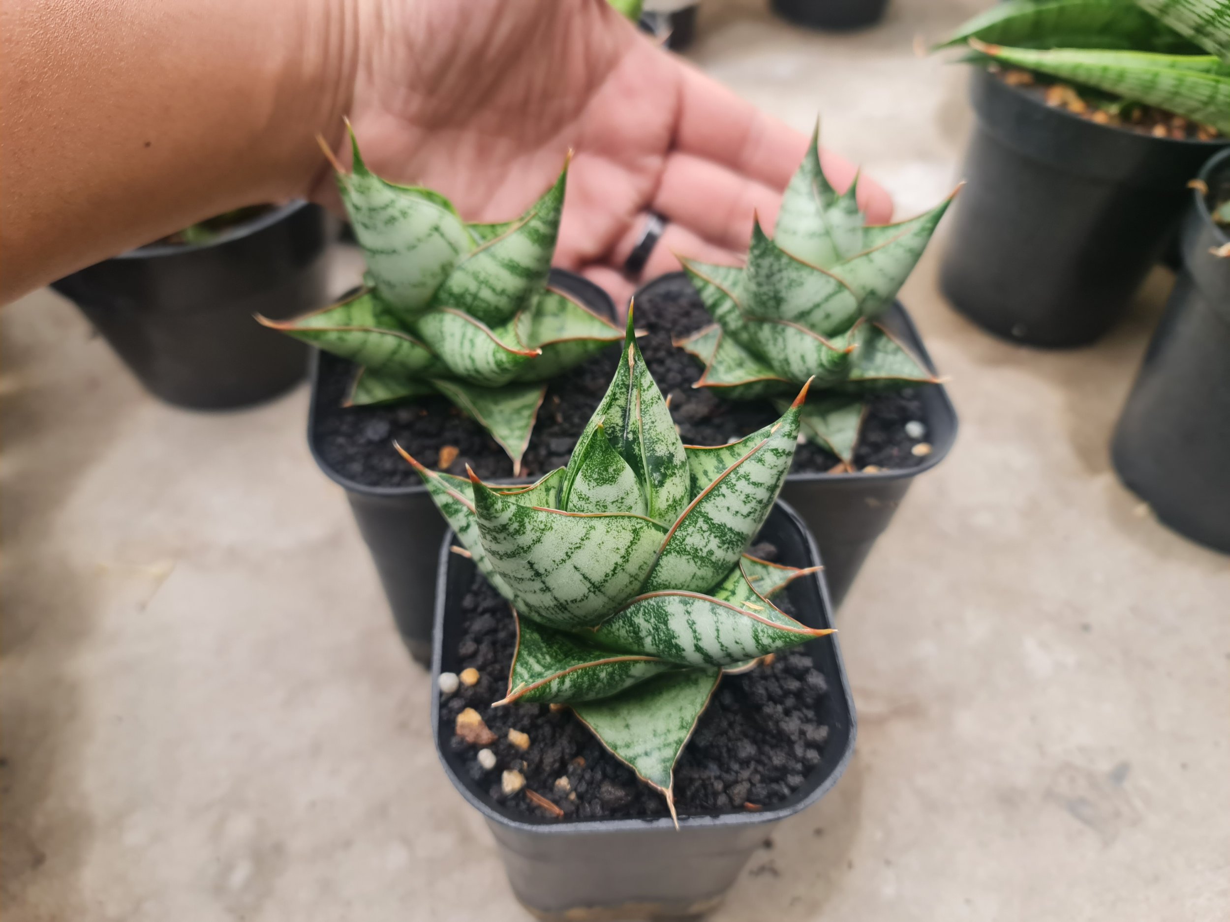 2015. Sansevieria Imagine size 7 cm - Image 2