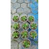 2141. Sansevieria Irishbella 10 Pcs