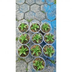 2141. Sansevieria Irishbella 10 Pcs