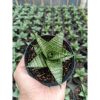 1462. Sansevieria Jatayu