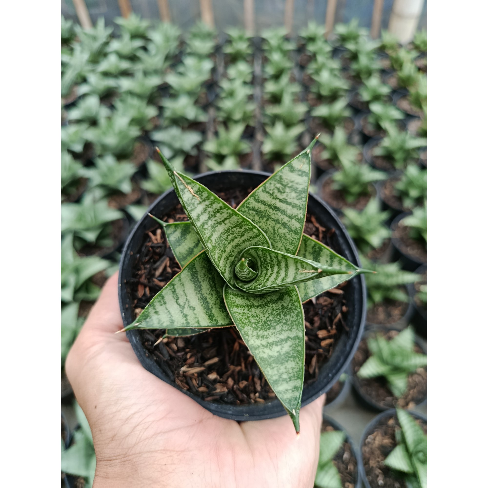 1462. Sansevieria Jatayu