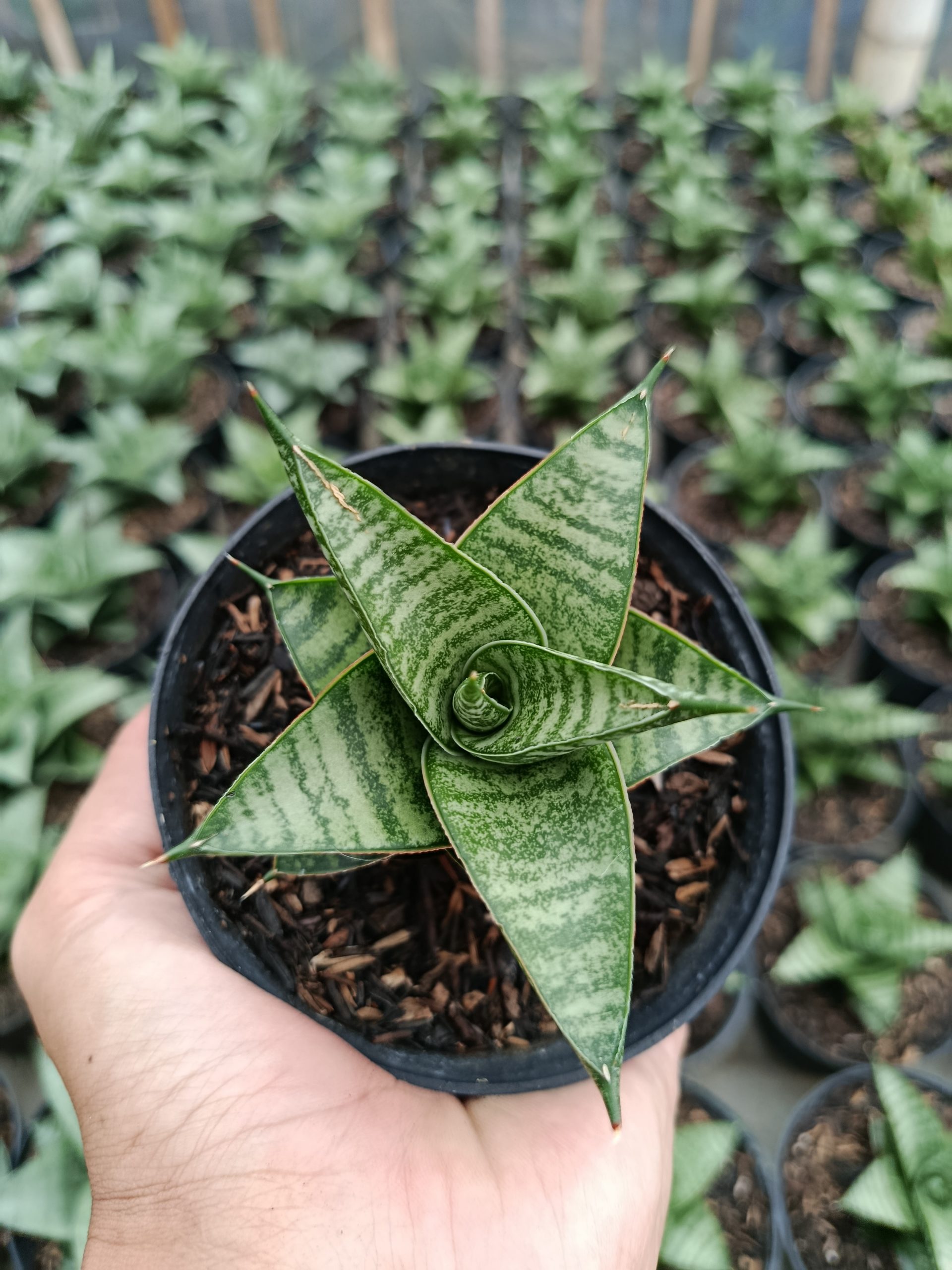 1462. Sansevieria Jatayu - Image 2