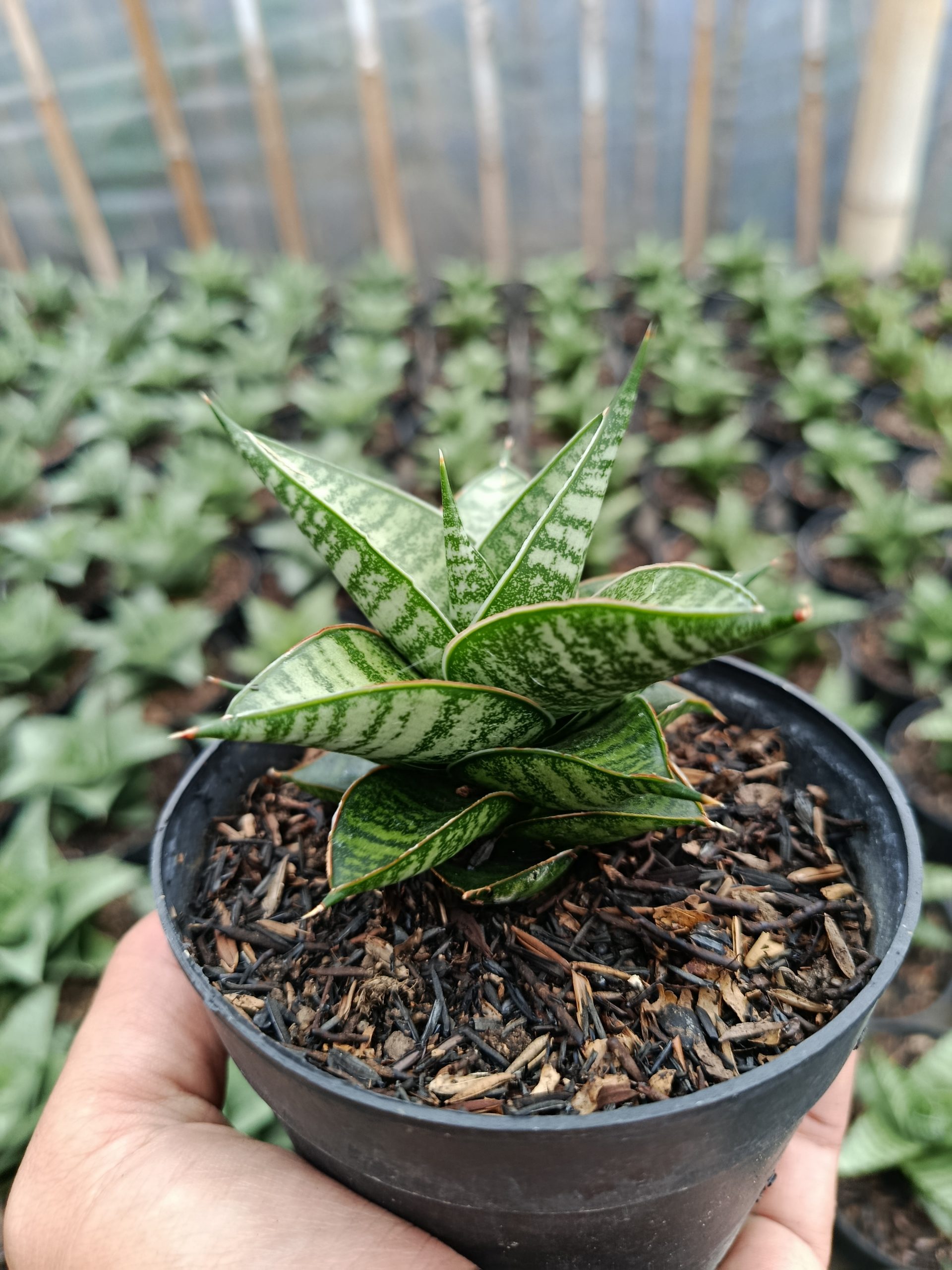 1462. Sansevieria Jatayu - Image 3