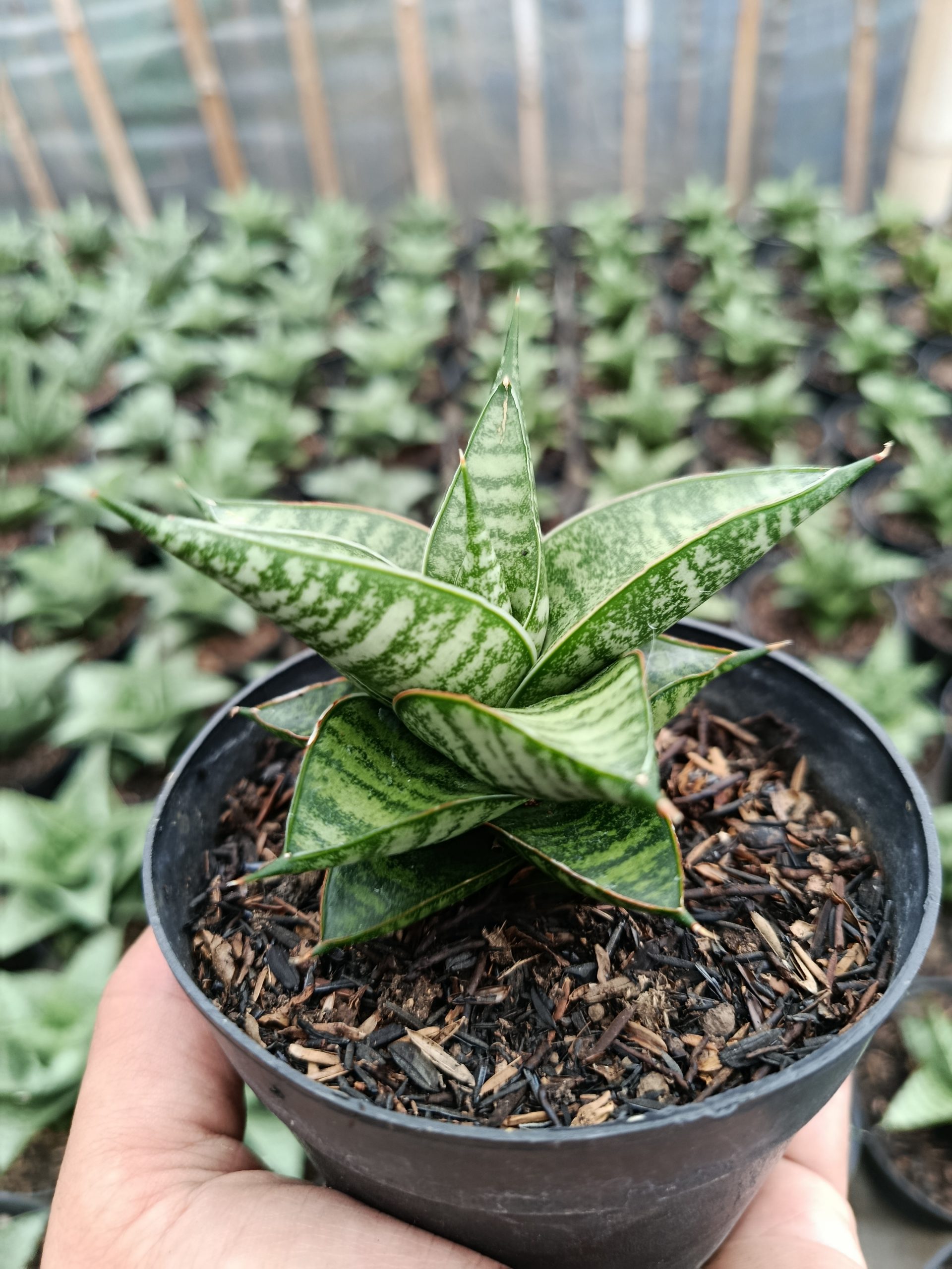 1462. Sansevieria Jatayu - Image 4
