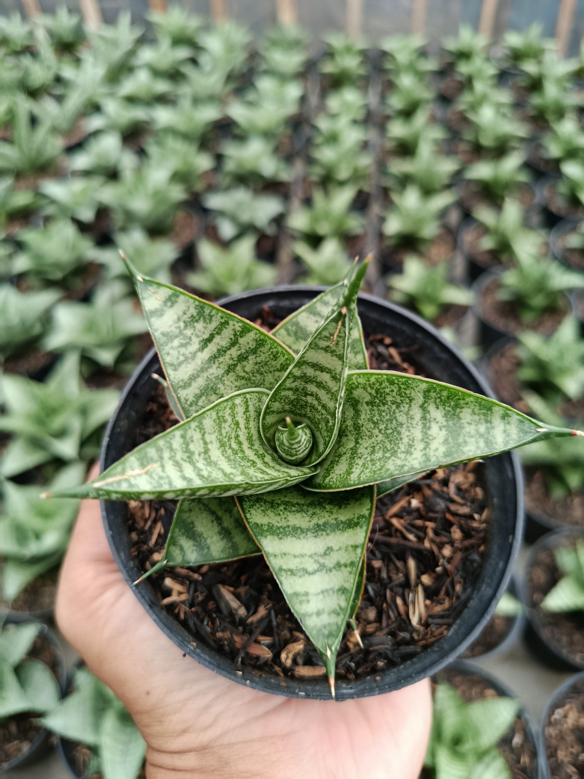 1462. Sansevieria Jatayu - Image 5