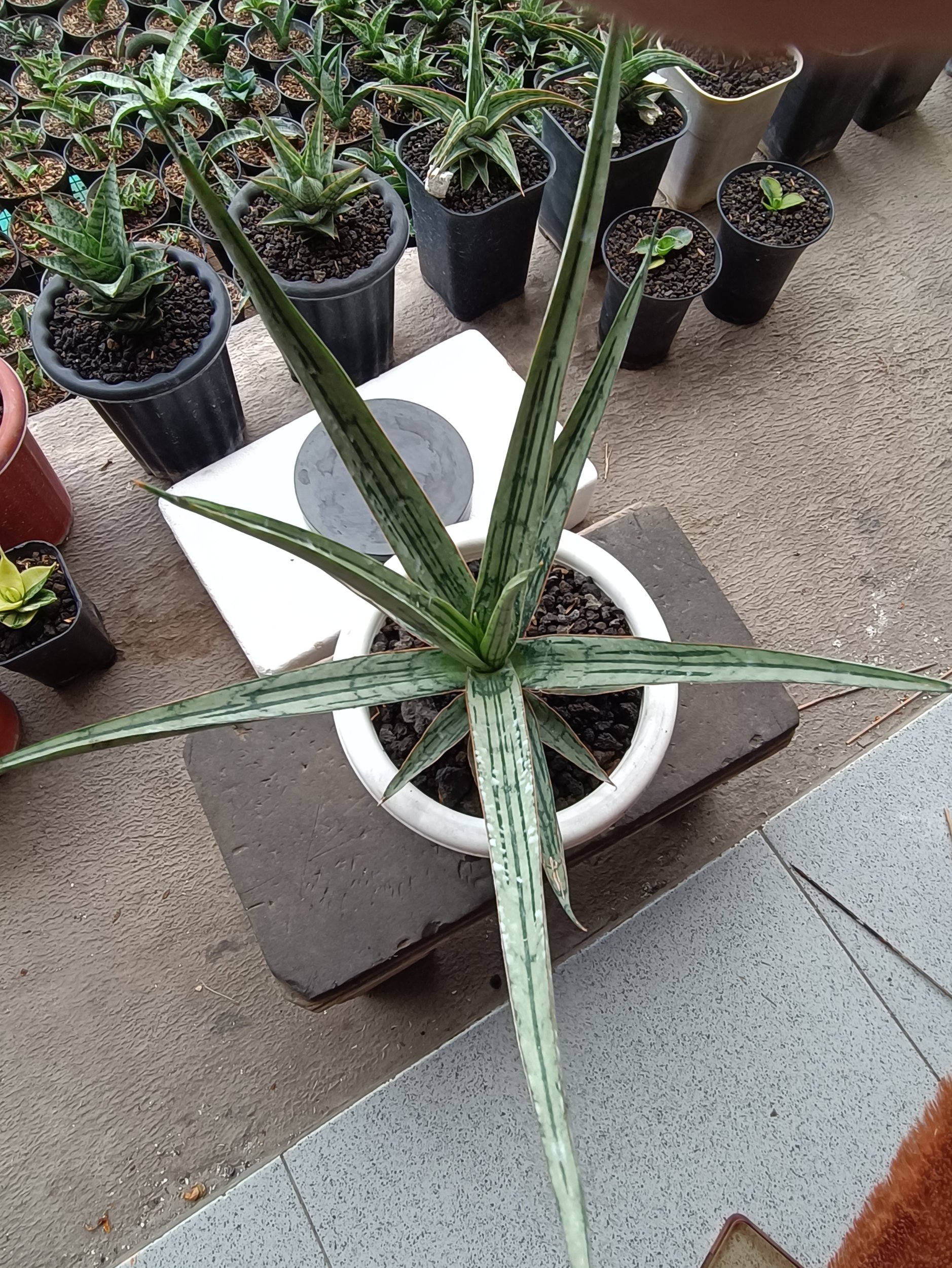 1697. Sansevieria Jeane - Image 2