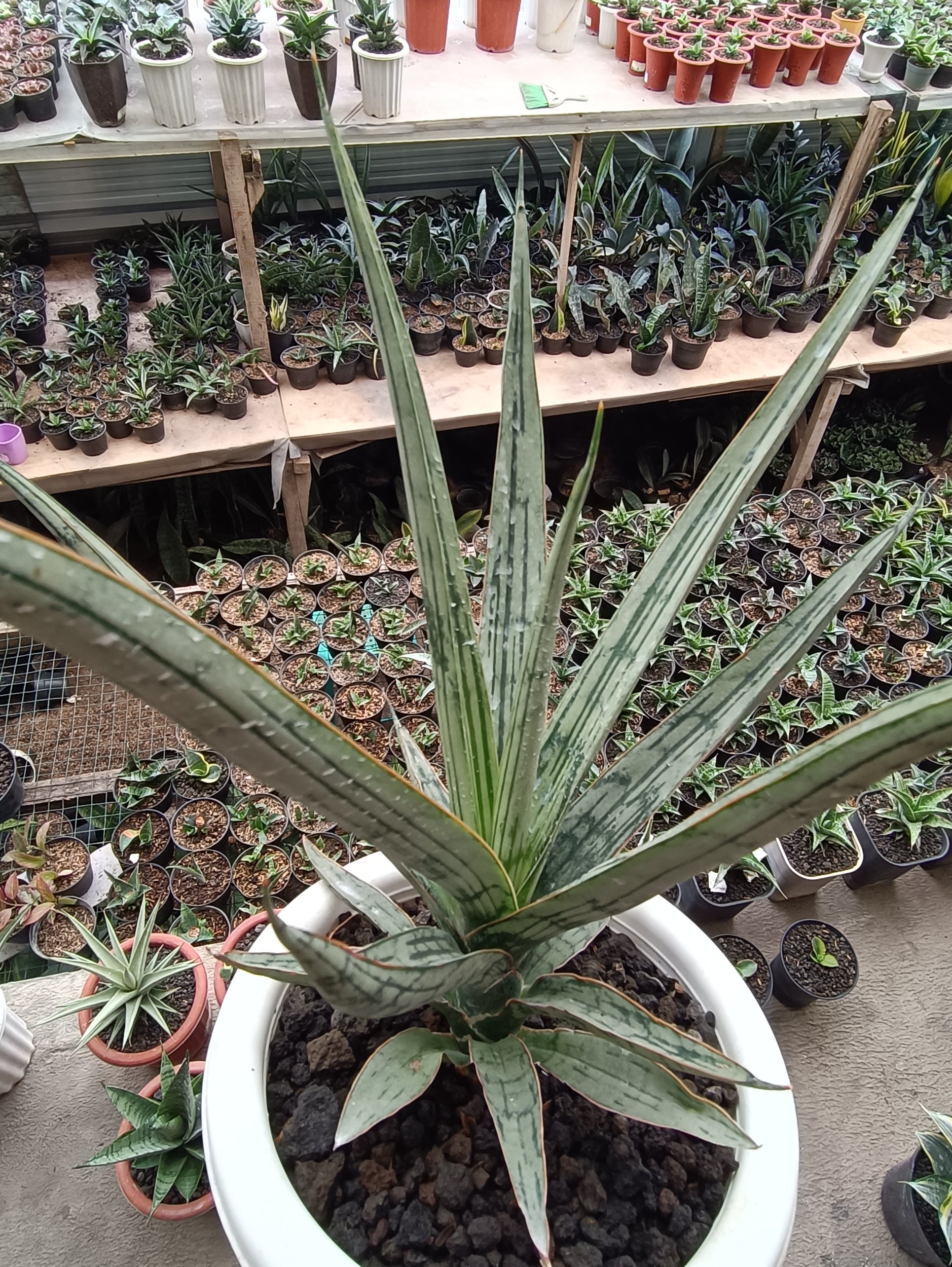 1697. Sansevieria Jeane - Image 3