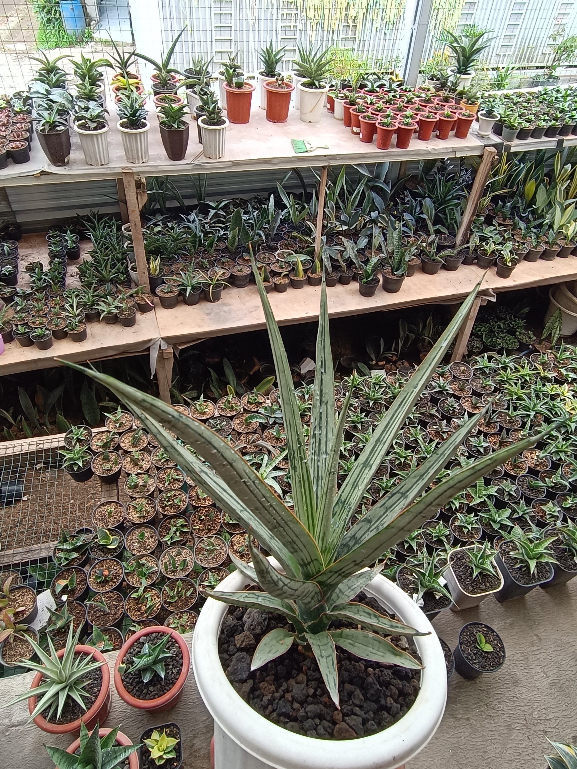 1697. Sansevieria Jeane - Image 4