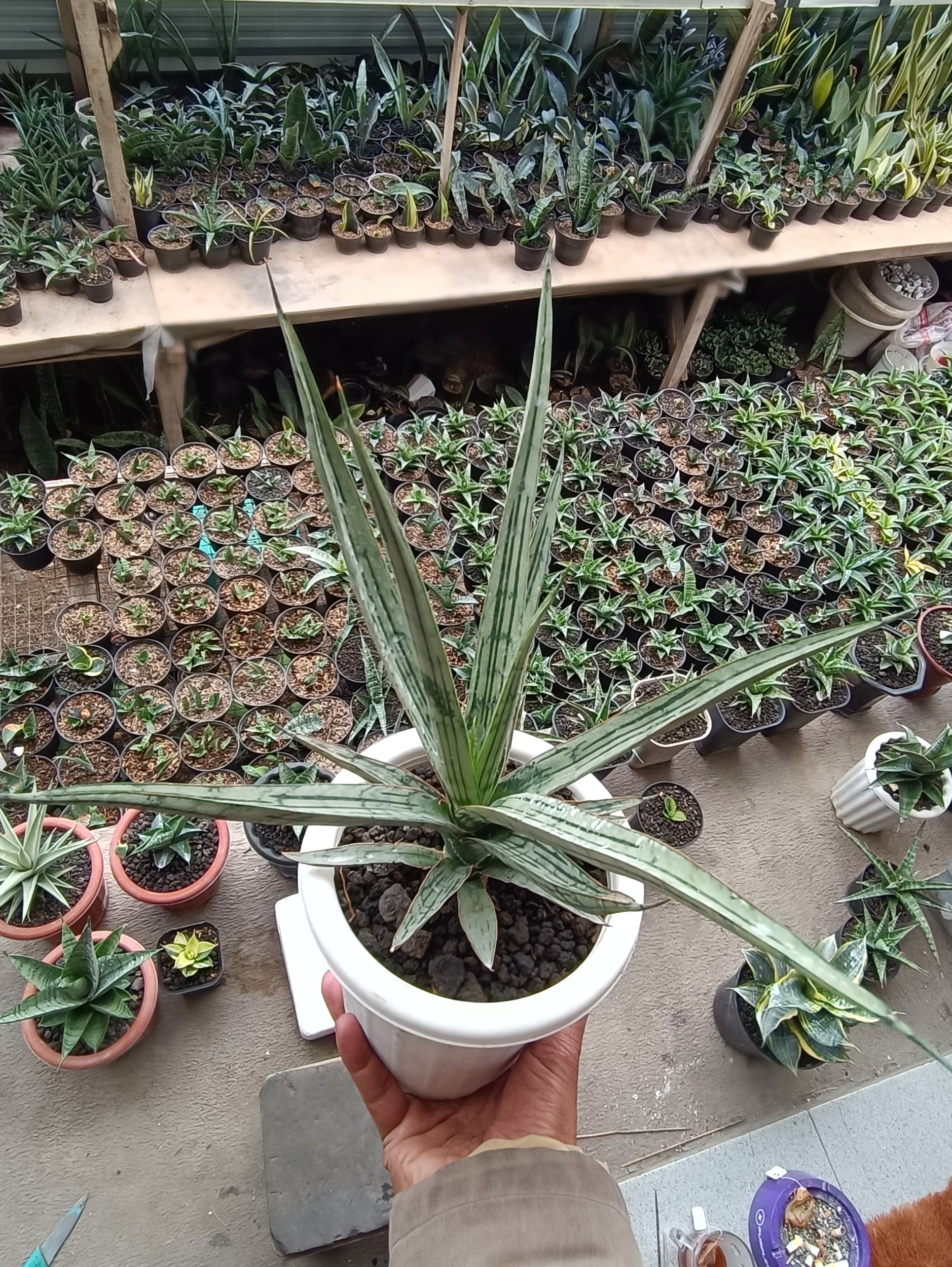 1697. Sansevieria Jeane - Image 5