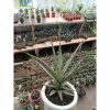 1697. Sansevieria Jeane